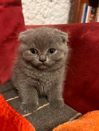 Scottish fold maschietto