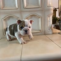 Cuccioli di bulldog inglese con pedigree