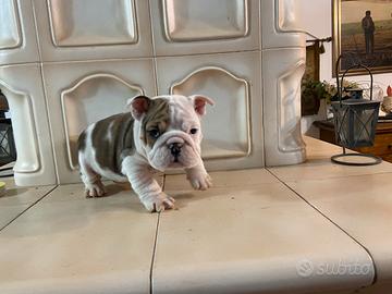 Cuccioli di bulldog inglese con pedigree