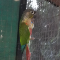 Pirrura milinare maschio