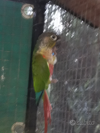 Pirrura milinare maschio