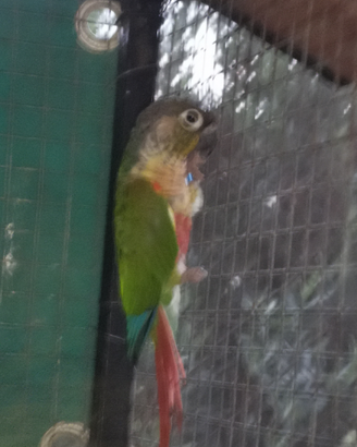 Pirrura milinare maschio