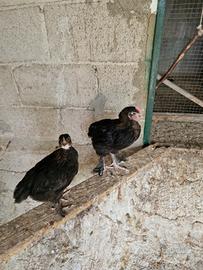 Polletti marans
