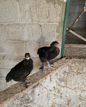 Polletti marans