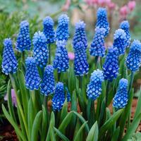 muscari giacinto d'uva  bulbi semi piante