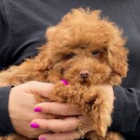 Cucciolo Barboncino Toy