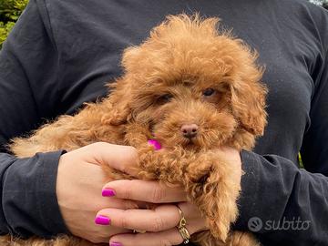 Cucciolo Barboncino Toy