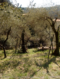 Terreno agricolo Muggiano La Spezia