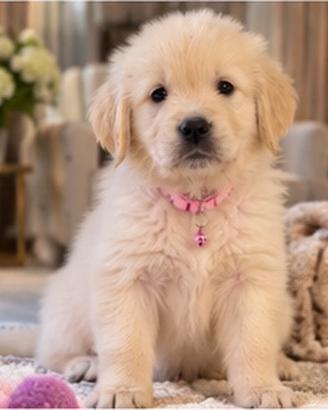 Cuccioli Golden Retriever con Pedigree ENCI