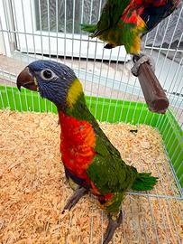 Lori arcobaleno