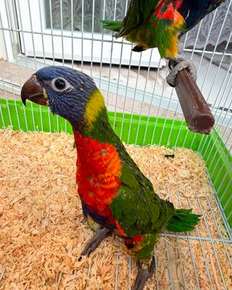 Lori arcobaleno