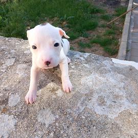 Amstaff