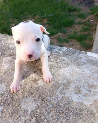 Amstaff