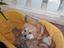 Immagine 4