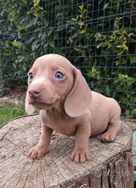 Bassotti nani esotici