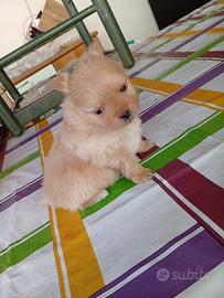 Spitz di Pomerania