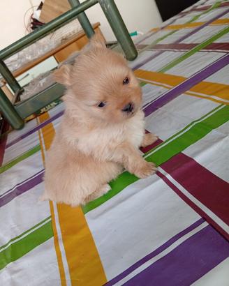 Spitz di Pomerania