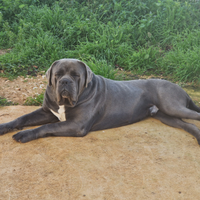 Cane corso femmina con pedigree