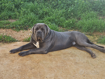 Cane corso femmina con pedigree