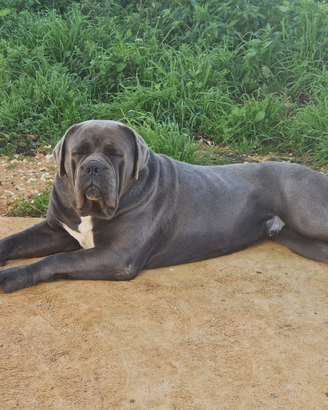 Cane corso femmina con pedigree