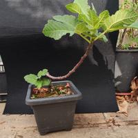bonsai fico 5/25