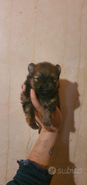 Spitz pomerania con pedigree enci