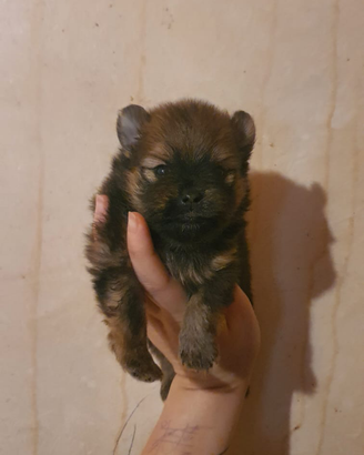 Spitz pomerania con pedigree enci