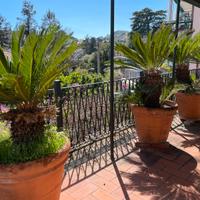 Chicas in terra e in vaso
