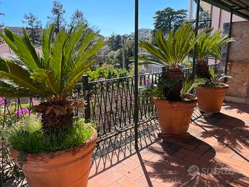 Chicas in terra e in vaso