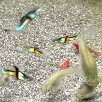 Endler favolosi (i cugini venezuelani dei guppy)