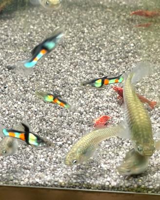 Endler favolosi (i cugini venezuelani dei guppy)