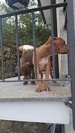 cuccioli Pitbull 