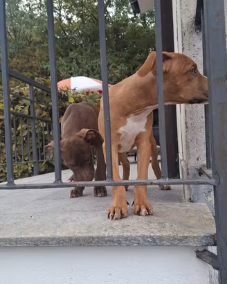 cuccioli Pitbull 