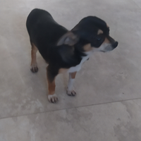 Cucciola di pincher chihuahua