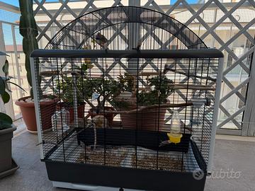 Diamantini maschi con grossa gabbia