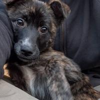 Cucciola in adozione