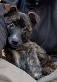 Cucciola in adozione