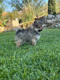 Spitz Pomerania