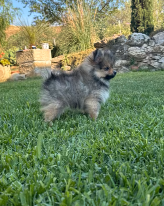 Spitz Pomerania