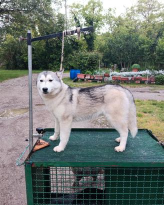 Siberian husky