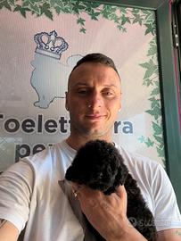 Barboncini toy. nani. maltipoo