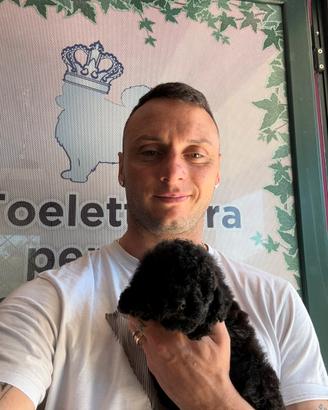 Barboncini toy. nani. maltipoo