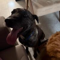 Cane incrocio