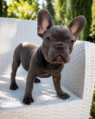 Cuccioli bulldog francese esotici