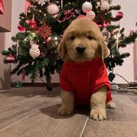 Cuccioli golden retriever