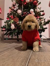 Cuccioli golden retriever