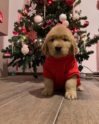 Cuccioli golden retriever