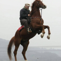 Doma maremmana e rieducazione cavalli