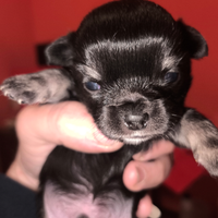 Chihuahua maschio manto nero disponibile