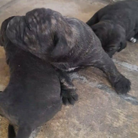Cane corso